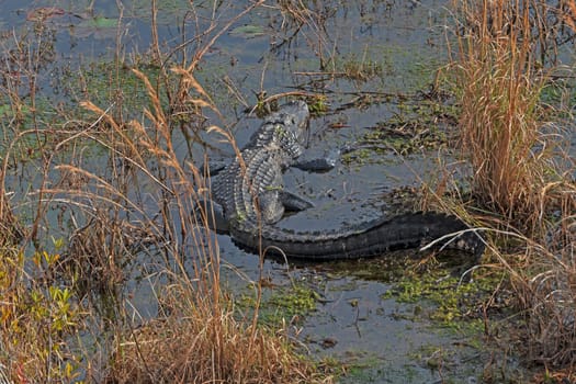 Alligator Basking in Okefenokee Swamp in Geogia