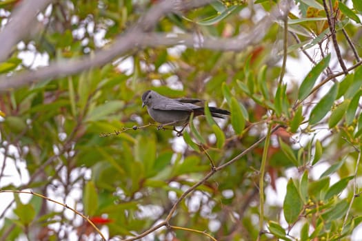 Gray Catbird Looking at a Berry in the Tree in Okefenokee Swamp in Georgia
