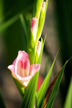 Gladioli in the garden,close-up of the blooming sword flower