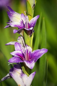 Gladioli in the garden,close-up of the blooming sword flower