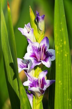 Gladioli in the garden,close-up of the blooming sword flower