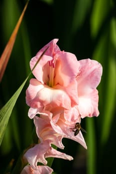 Gladioli in the garden,close-up of the blooming sword flower