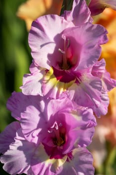 Gladioli in the garden,close-up of the blooming sword flower