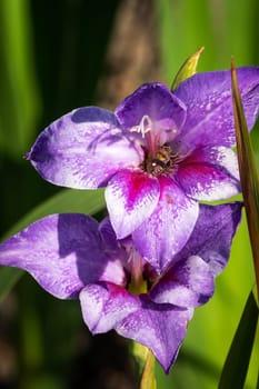 Gladioli in the garden,close-up of the blooming sword flower