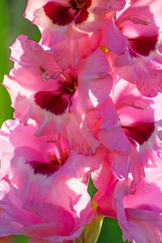 Gladioli in the garden,close-up of the blooming sword flower