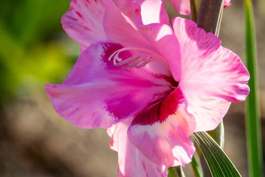 Gladioli in the garden,close-up of the blooming sword flower