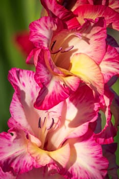 Gladioli in the garden,close-up of the blooming sword flower