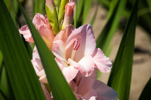 Gladioli in the garden,close-up of the blooming sword flower