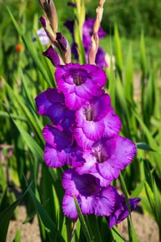 Gladioli in the garden,close-up of the blooming sword flower