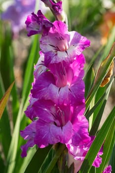 Gladioli in the garden,close-up of the blooming sword flower