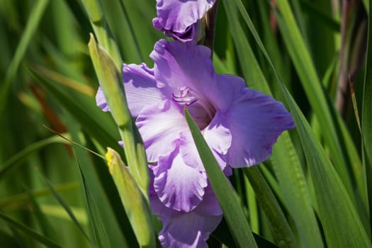 Gladioli in the garden,close-up of the blooming sword flower