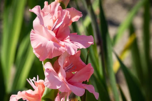 Gladioli in the garden,close-up of the blooming sword flower