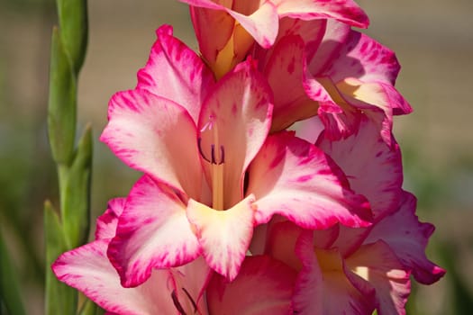 Gladioli in the garden,close-up of the blooming sword flower