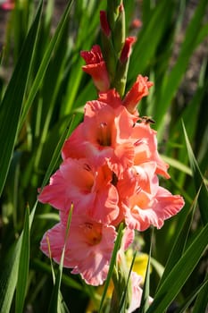 Gladioli in the garden,close-up of the blooming sword flower