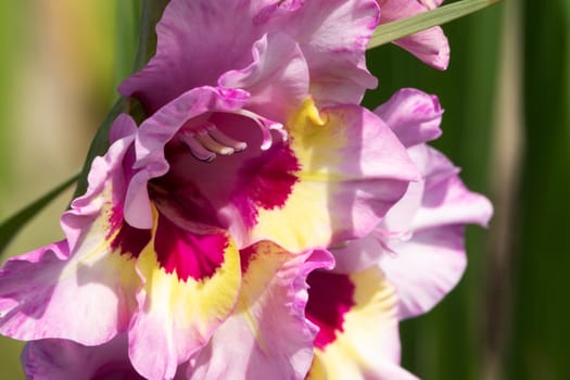 Gladioli in the garden,close-up of the blooming sword flower
