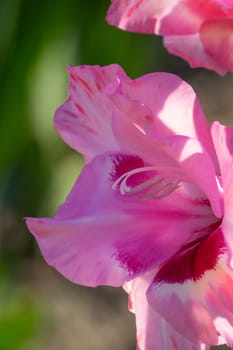 Gladioli in the garden,close-up of the blooming sword flower