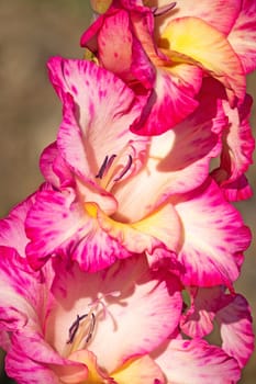 Gladioli in the garden,close-up of the blooming sword flower