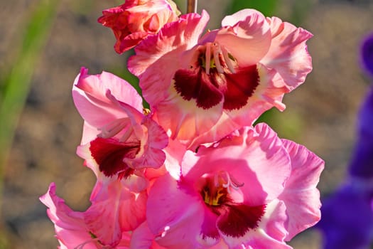Gladioli in the garden,close-up of the blooming sword flower