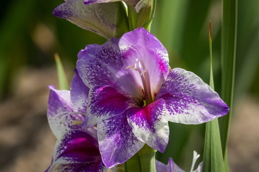 Gladioli in the garden,close-up of the blooming sword flower