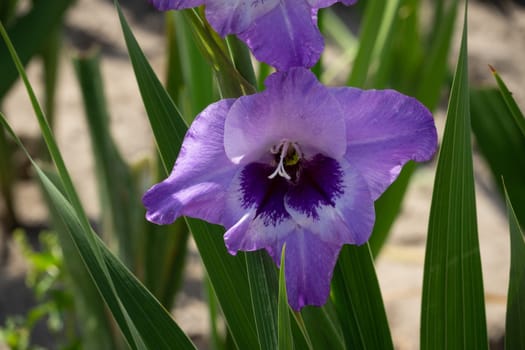 Gladioli in the garden,close-up of the blooming sword flower