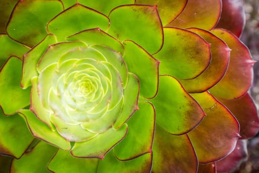 Closeup of an Aeonium succulent plant photographed in the tropical terraced gardens on the St Michaels Mount in Cornwall, UK