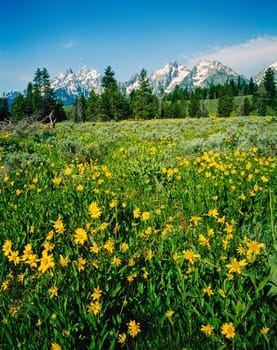Flower field in Grand Teton, Wyoming