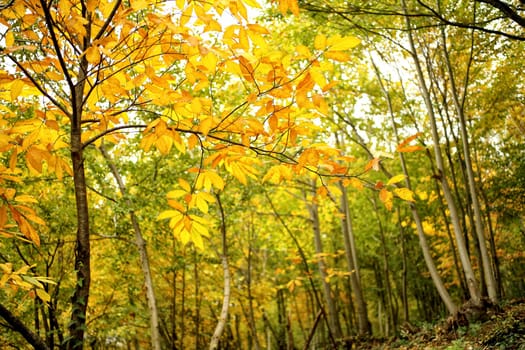 Background image of forest with colorful autumn leaves