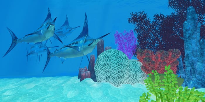 Marlin predatory fish look throughout an ocean coral reef for prey to hunt and eat.