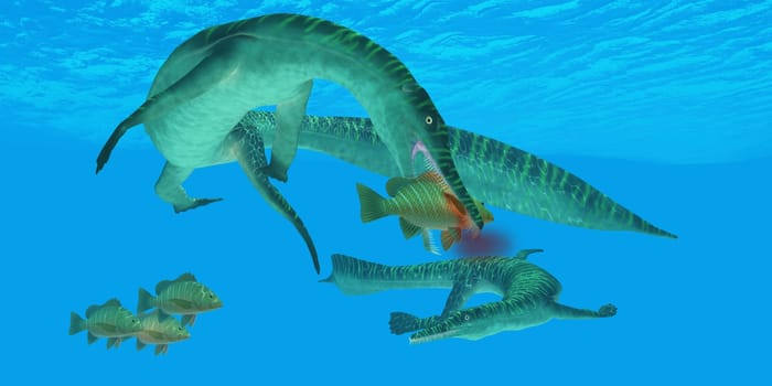 Mesosaurus marine reptile attacks a Mangrove Jack Snapper fish in a Permian ocean.