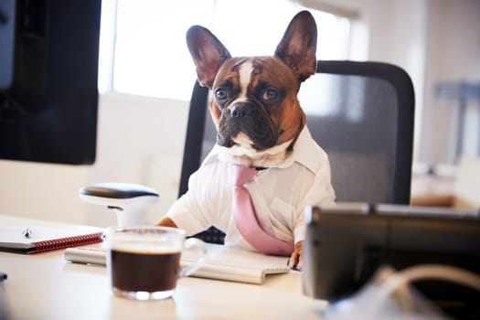 French Bulldog Dressed As Businessman Works At Desk On Computer