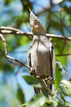 a cockatiel in its natural habitat in Australia