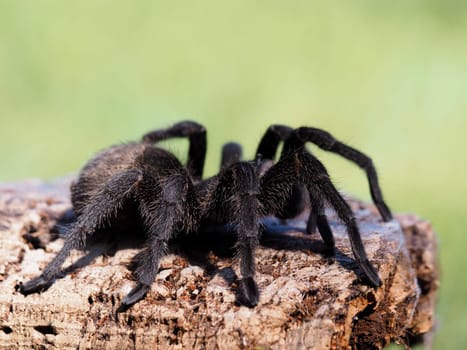 Uruguayan tarantula - Grammostola pulchra