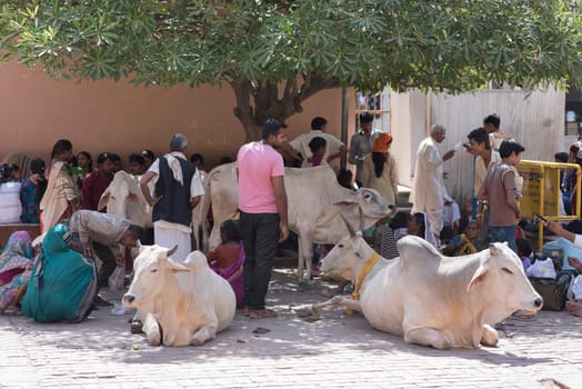 Mathura, India - October 13, 2016: People sitting around holy cows under shade and waiting outside Shri Krishna Janam Bhumi in Mathura, India.
