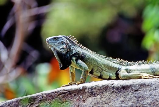 Green Iguana in tropical forest