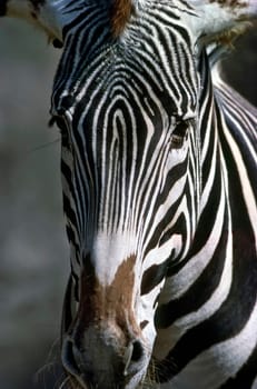 Close up of a zebra