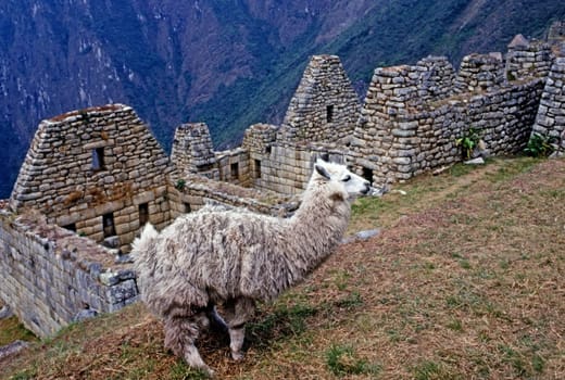 Lama with Machu Picchu in background