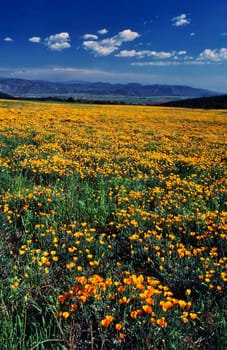 California Poppy on field