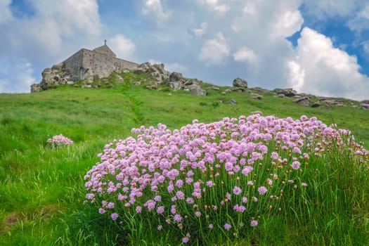 Pink sea thrift flowers and Saint Nicholas Chapel in Saint Ives, Cornwall, UK
