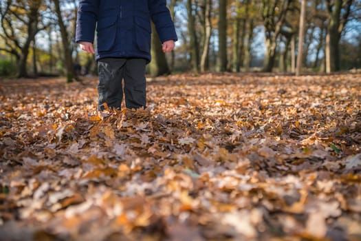 Boy standing deep in the fallen leaves in autumn in a forest