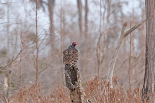 Turkey Vulture Resting on a Tree in Stephen C Foster State Park in Georgia