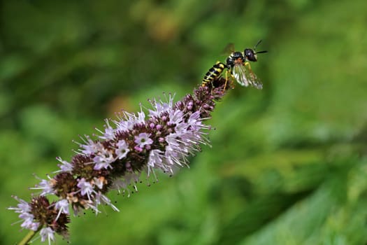 Wasp leaves peppermint