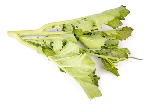 Organic Asian Cabbage isolated on white background