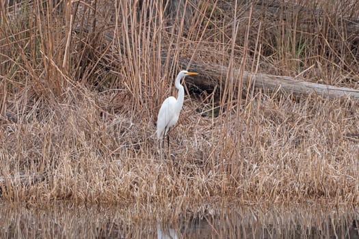 Great Egret along the Suwannee River in Stephen C. Foster State Park in the Okefenokee Swamp in Georgia