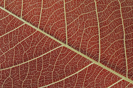 Closeup of Leaf skeleton texture on red background
