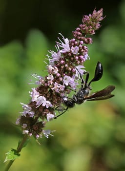 Steel blue cricket hunter Isodontia mexicana visits blooming peppermint