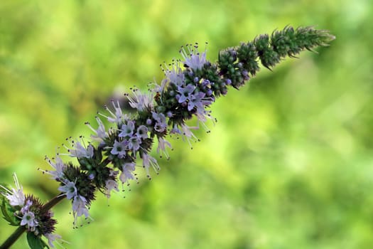 Flowering peppermint Mentha × piperita