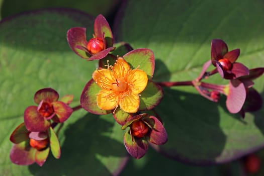 Canadian St. John's wort Hypericum erectum