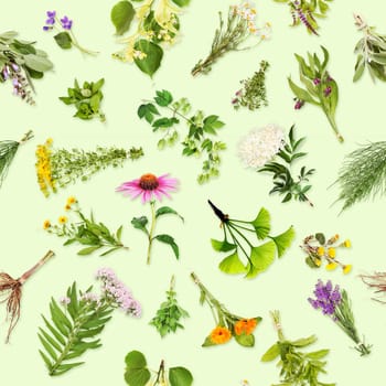 Medicinal plants,seamless pattern