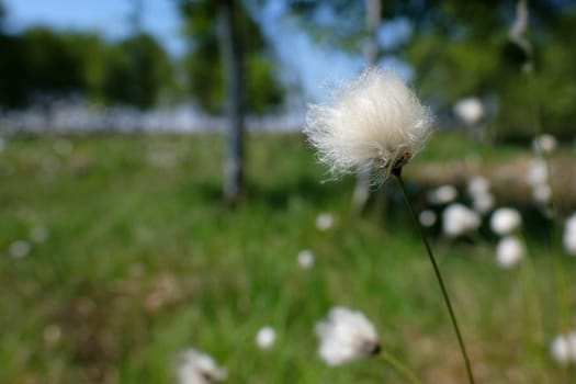Sheath cottongrass - Eriophorum vaginatum in a macro image with soft bokeh