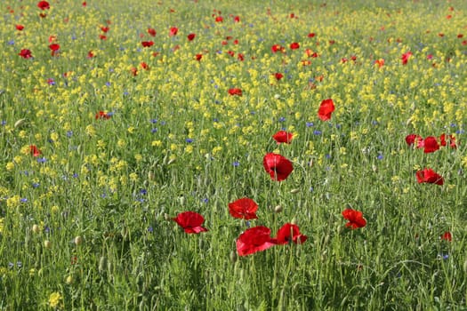 Colourful flower meadow as a flowering butterfly meadow